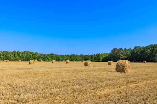 Rollos Pajar Campo Como Concepto Cosecha Agrícola — Foto de Stock