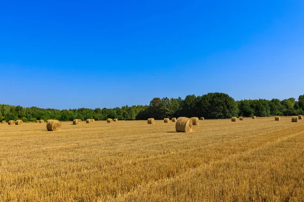 Rolls Haystacks Field Agriculture Harvest Concept — Stock Photo, Image