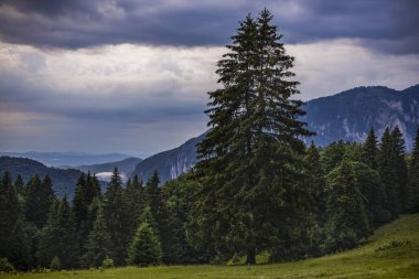 Dağlarda ve bulutlarda çam ağaçları olan güzel bir manzara.