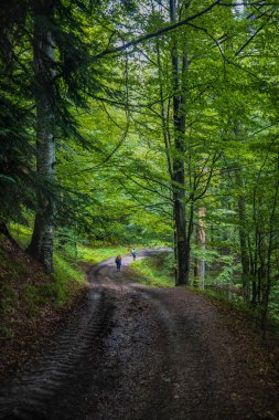 Eski çam ormanlarından geçen turist rotası