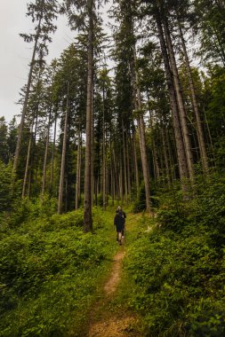 Eski çam ormanlarından geçen turist rotası