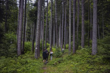 Eski çam ormanlarından geçen turist rotası