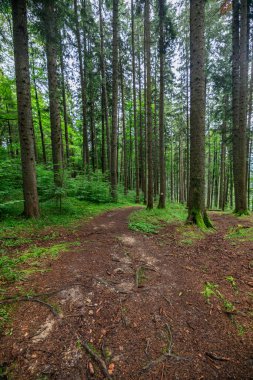 Eski çam ormanlarından geçen turist rotası