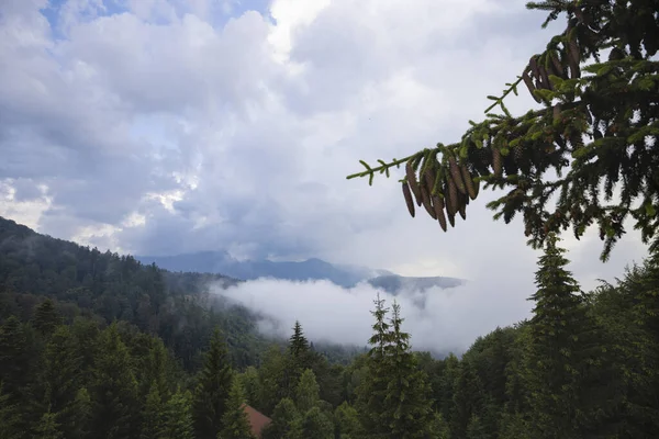 Krásná Krajina Borovým Lesem Horách Mracích — Stock fotografie