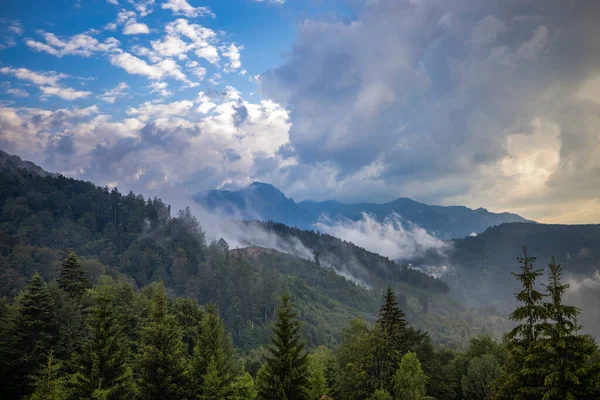Krásná Krajina Borovým Lesem Horách Mracích — Stock fotografie