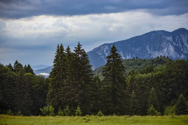 Beautiful Landscape Pine Forest Mountains Clouds — Stock Photo, Image