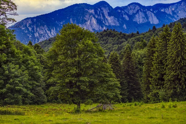 山や雲の中に松林と美しい風景 — ストック写真