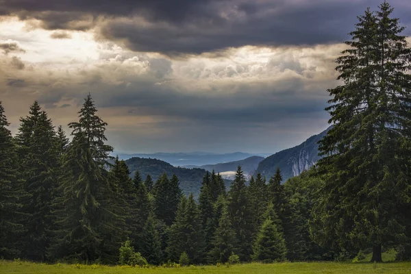 山や雲の中に松林と美しい風景 — ストック写真