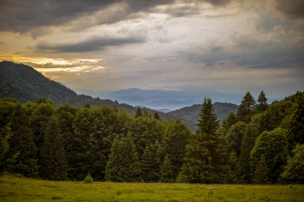 Красивый Пейзаж Сосновым Лесом Горах Облаках — стоковое фото
