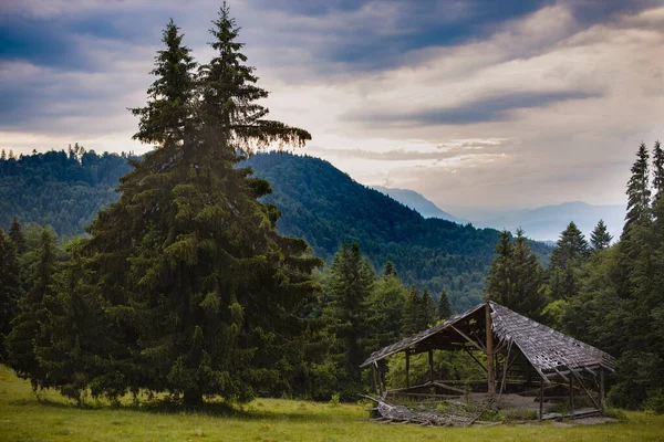 Bellissimo Paesaggio Con Pineta Montagna Nuvole — Foto Stock