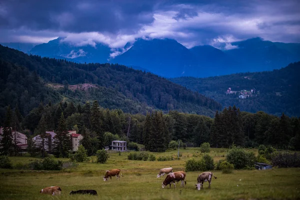 奶牛在山上的草地上吃草 — 图库照片