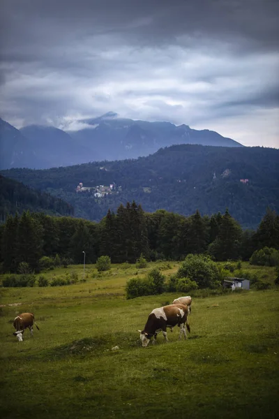 Vacas Pastando Prado Las Montañas — Foto de Stock