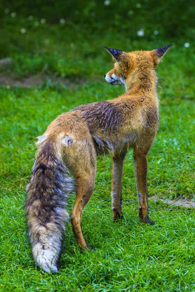 Red Fox Vulpes Vulpes Fresh Spring Rain — Stock Photo, Image