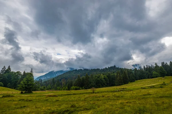Красивый Пейзаж Сосновым Лесом Горах Облаках — стоковое фото