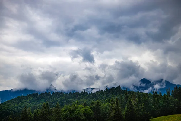 Dağlarda ve bulutlarda çam ağaçları olan güzel bir manzara.