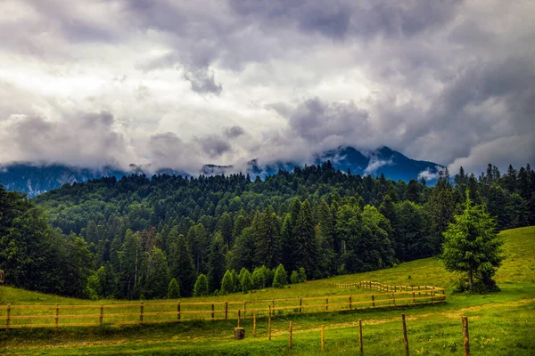 Krásná Krajina Borovým Lesem Horách Mracích — Stock fotografie