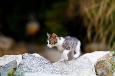 Ev bahçesinde güzel bir kedi yavrusu.