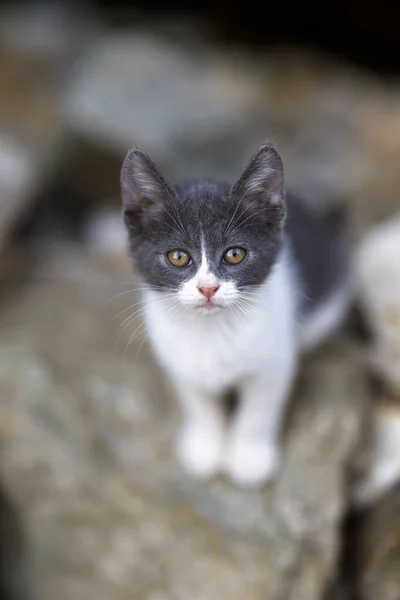 Bellissimo Gattino Nel Giardino Casa — Foto Stock