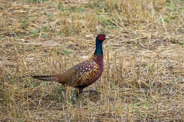 Erkek Phasianus Colchicus bir sonbahar günü kuru çimlerde