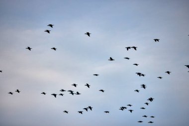 Gökyüzünde uçan bir grup karabatak.