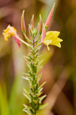 Bulanık arka planı olan sarı bir bitkinin kapağını kapat.