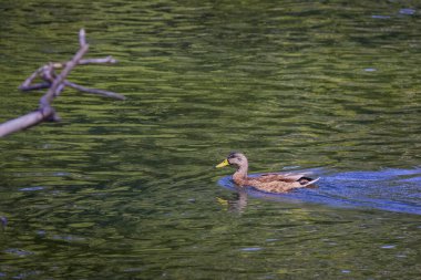 Güneşli bir sonbahar gününde nehirdeki vahşi ördekler