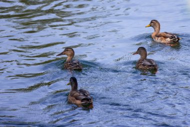 Güneşli bir sonbahar gününde nehirdeki vahşi ördekler