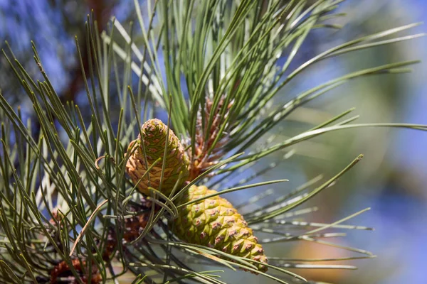 Doğal ışıkta çam kozalaklarının yakın plan fotoğrafı.