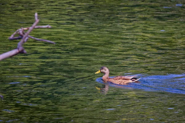 Güneşli bir sonbahar gününde nehirdeki vahşi ördekler