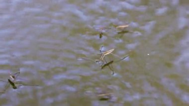 4k, bir su kütlesinin üzerinde yüzen sivrisinekler.