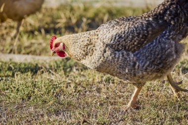 close up of chickens in a rural farm