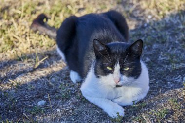 a beautiful cat sitting on the ground in a household