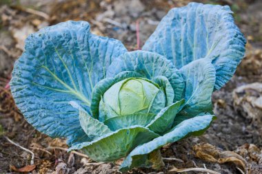 cabbage in a garden in a rural household