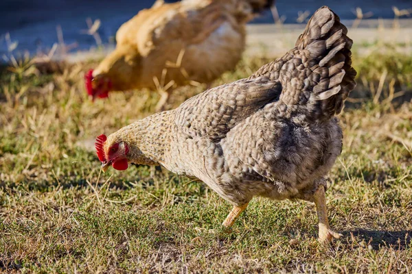close up of chickens in a rural farm