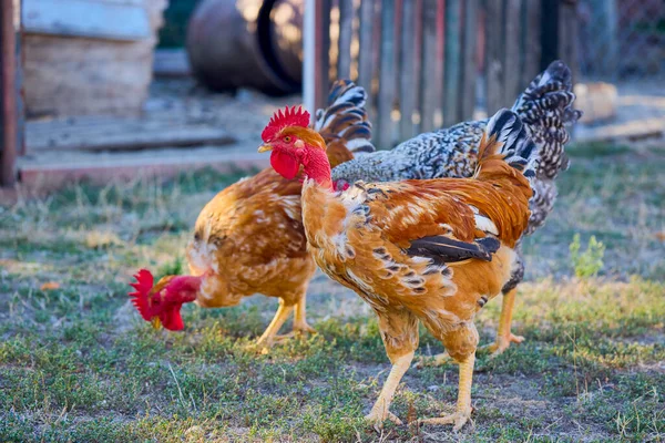 close up of chickens in a rural farm