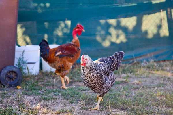 close up of chickens in a rural farm
