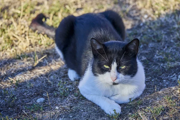 a beautiful cat sitting on the ground in a household