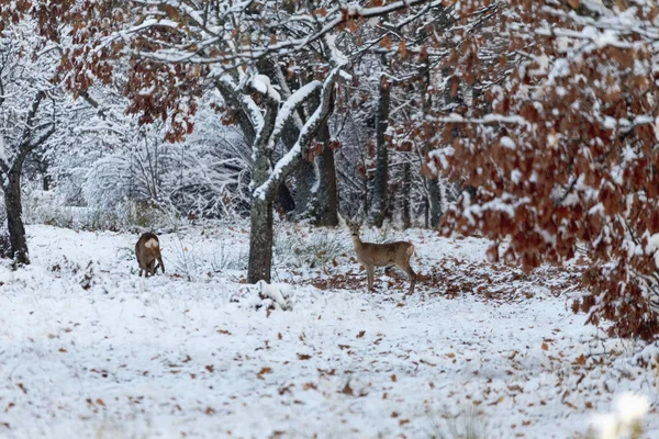 Chevreuil Capreolus Capreolus En Hiver Chevreuil Avec Fond Neigeux Animaux Sauvages Avec Des Arbres Enneiges Sur Le Fond Chasse Carcajou Stock Photo Chevreuil Capreolus Capreolus En Hiver Chevreuil Avec Fond Neigeux Animaux Sauvages Avec Des Arbres Enneiges Sur Le Fond Chasse Carcajou Stock Photo