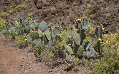 Gran Canaria - çiçekli Opuntia stricta, istilacı türler florası