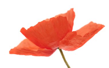 Gran Canaria - Gelincik (bitki), beyaz ortak poppy florası