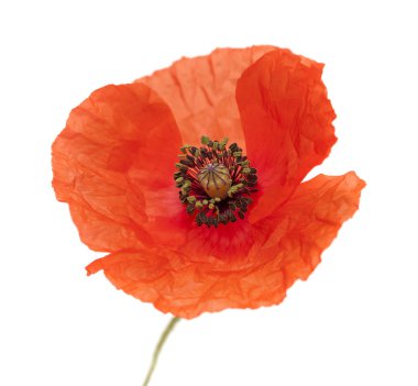 Gran Canaria - Gelincik (bitki), beyaz ortak poppy florası