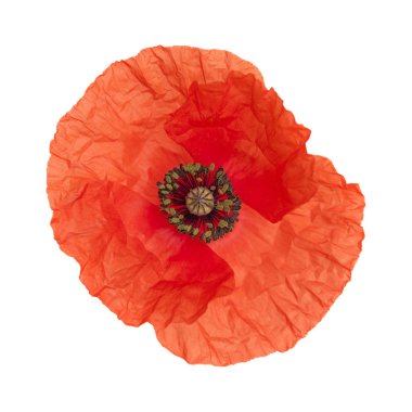 Gran Canaria - Gelincik (bitki), beyaz ortak poppy florası