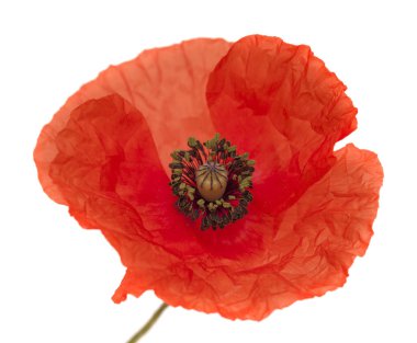 Gran Canaria - Gelincik (bitki), beyaz ortak poppy florası