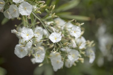 Kanarya Adaları - Convolvulus floridus çiçekli bol florası