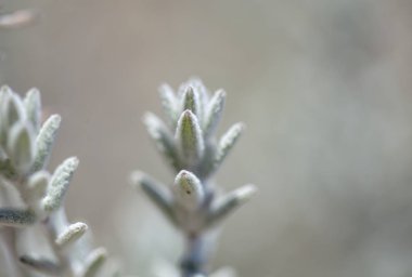 Gran Canaria - aromatik bitki Micromeria doğal arka plan florası