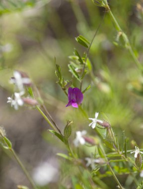 Gran Canaria Flora - çiçekli komon veteriner