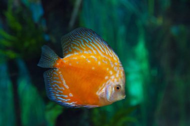 turuncu ve mavi discus balık ile egzotik akvaryum arka plan
