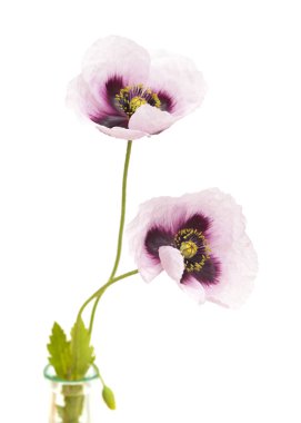 Gran Canaria - beyaz arka plan üzerinde izole pembe gelincik somniferum florası