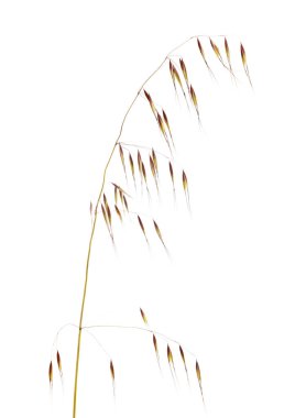 Gran Canaria - beyaz arka plan üzerinde izole Avena fatua florası