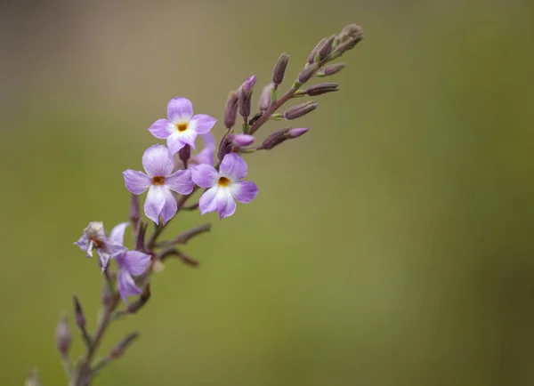 Flora Gran Canaria Campylanthus Salsoloides Locally Known Sea Rosemary Endemic — Stock Photo, Image